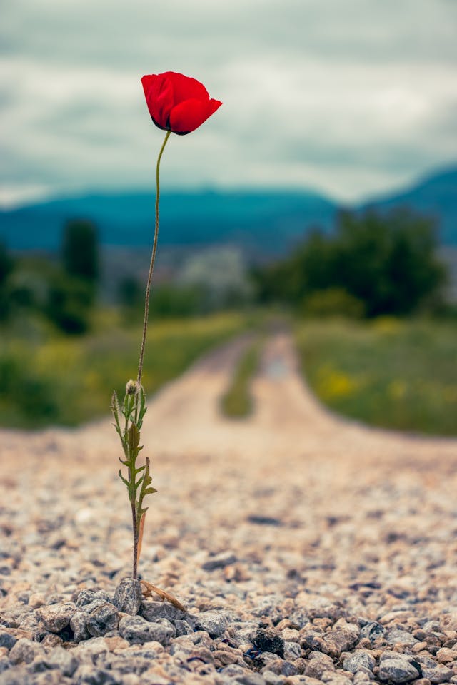 chemin éclaircir tableau vie heureux apaisement accompagner accompagnement autonome mental corps explorer vécu ressentis légèreté physique mentale relation relation prise tête prend prendre accompagnement accompagne libérer liberté sérénité energie soit-même kiffer sa vie authencité apaisement